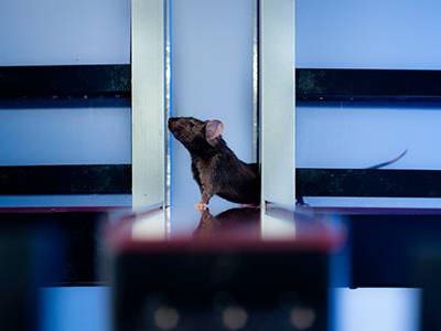 Demander l'intervention d'un expert en désinfection pour un hangar à Ecully 69130