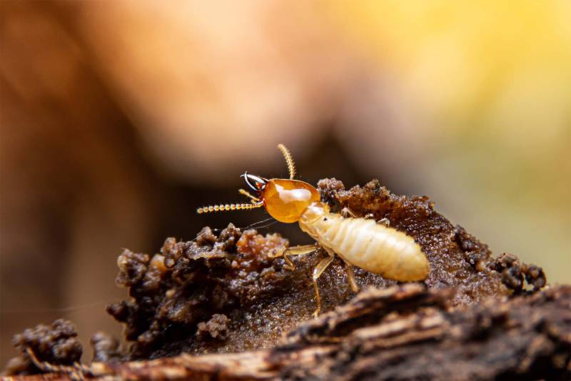 Traitement contre les termites par injection dans les murs et boiseries à Lyon