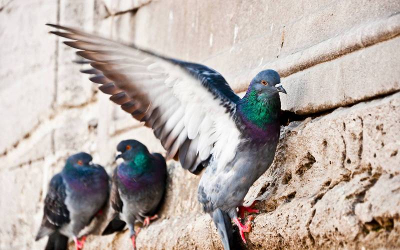 Pose de filets contre les pigeons sur bâtiment à Lyon