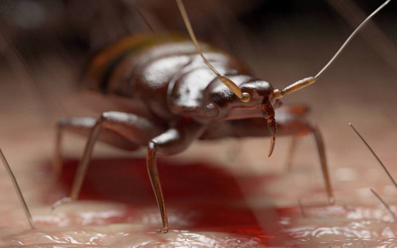 Traitement contre cafards et blattes par pose de points de gel à Lyon