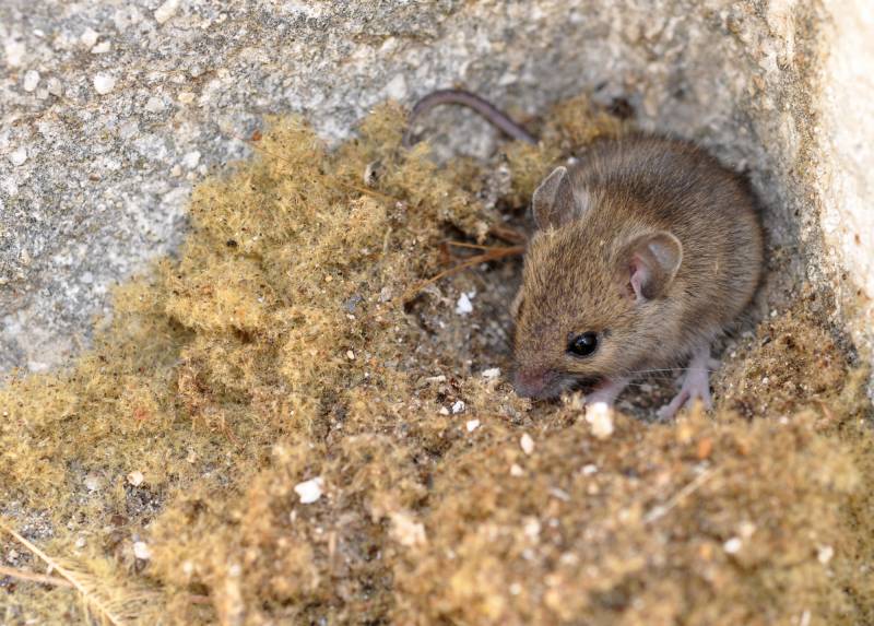 Vente de produits de dératisation raticide et anti souris pour se débarrasser de tous les types de rongeurs à Lyon 3