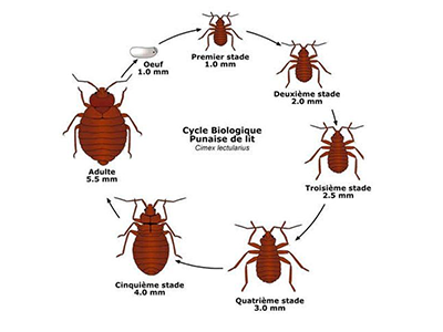 Traitement contre punaises de lit par pulvérisation et fumigation chimique à Lyon