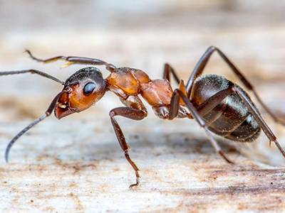 lutter contre les fourmis dans une maison à bron