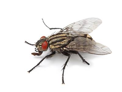 solutions efficaces pour se débarrasser des mouches dans un appartement à villeurbanne