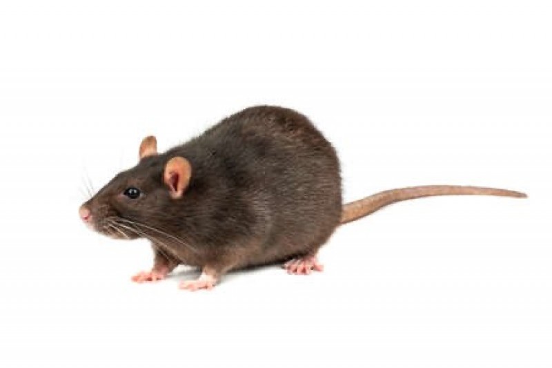 Dératisation à Lyon dans le Rhône