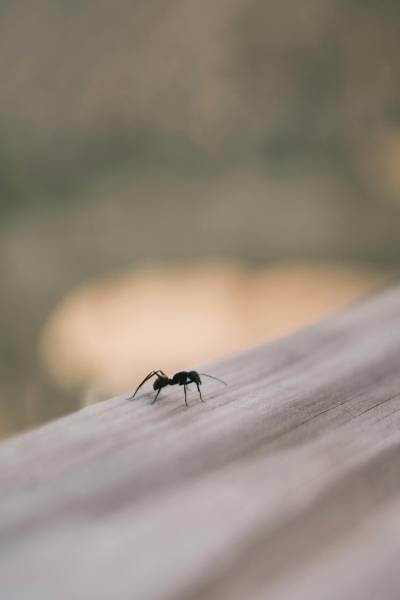 Lutter contre les fourmis avec la pose de points de gel à Lyon