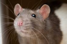 Notre zone d'activité pour ce service Traitement anti-cafards dans des bureaux d'entreprise à Ecully 69130