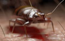 Notre zone d'activité pour ce service Professionnels de la désinfection à domicile à Saint-Fons 69190