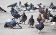 Nos prestations sur le secteur de à Saint-Priest 69800