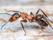 Notre zone d'activité pour ce service Désinfection d'une maison contre les virus à Saint-Priest 69800