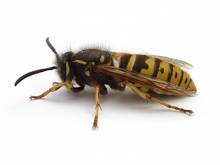 Nos prestations sur le secteur de à Bron 69500