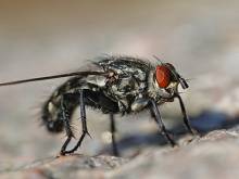 Notre zone d'activité pour ce service Dératisation naturelle pour les rats et souris à Bron 69500