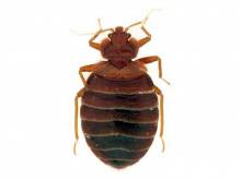 Nos prestations sur le secteur de à Saint-Priest 69800