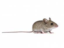 Notre zone d'activité pour ce service Solution pour se débarrasser d'une martre dans un hangar agricole à Ecully 69130