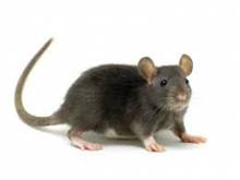 Nos prestations sur le secteur de à Villeurbanne 69100