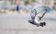 Loi sur l'interdiction de donner à manger aux pigeons