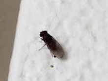 Notre zone d'activité pour ce service Professionnels de la désinfection à domicile à Ecully 69130