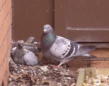 Nos prestations sur le secteur de à Bron 69500