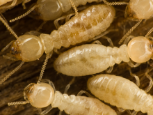 Notre zone d'activité pour ce service Réalisation d'un traitement efficace anti-puces à Ecully 69130